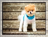 Boo, Pies, Pomeranian, Szczeniak